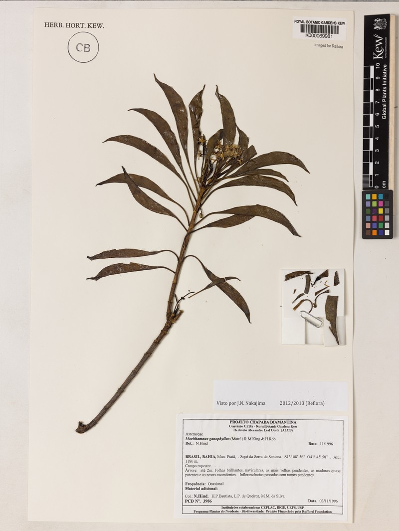 Morithamnus ganophyllus