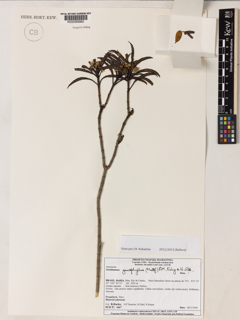 Morithamnus ganophyllus photo 2