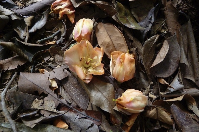Moronobea coccinea