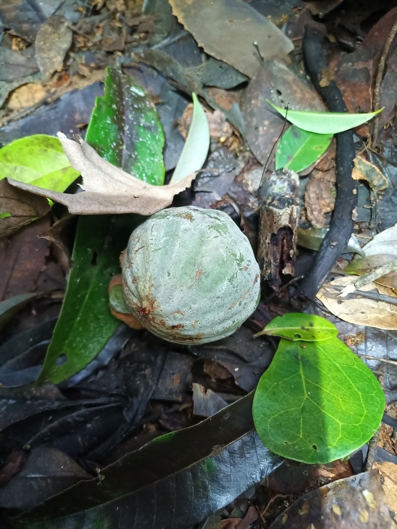 Moronobea coccinea photo 5