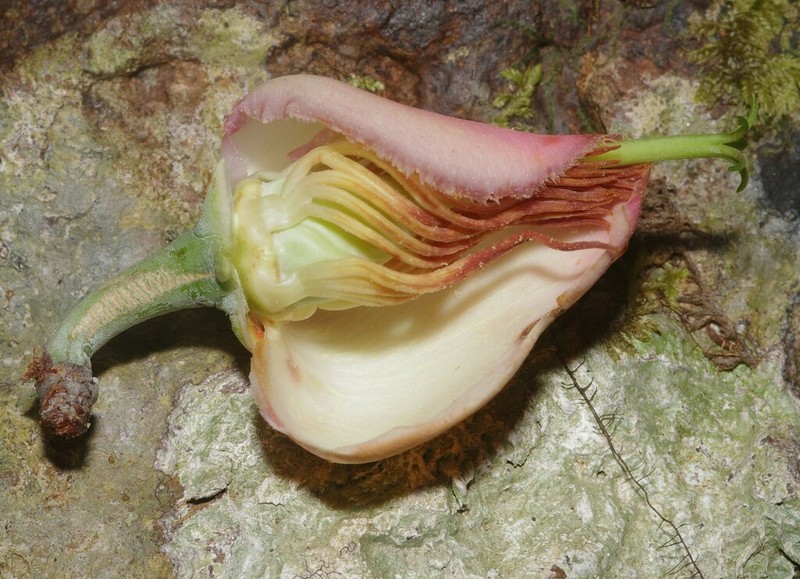 Moronobea coccinea photo 6