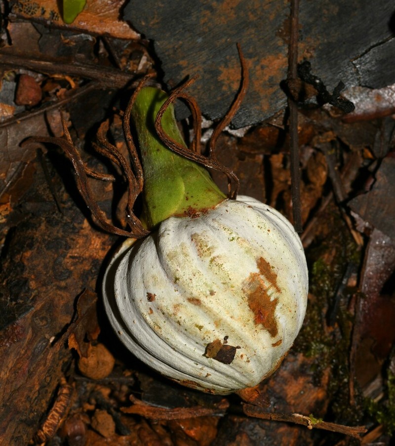 Moronobea coccinea photo 7