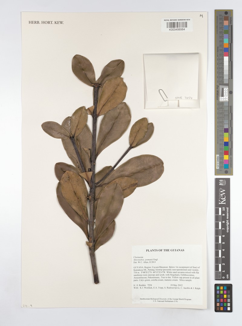 Moronobea jenmanii