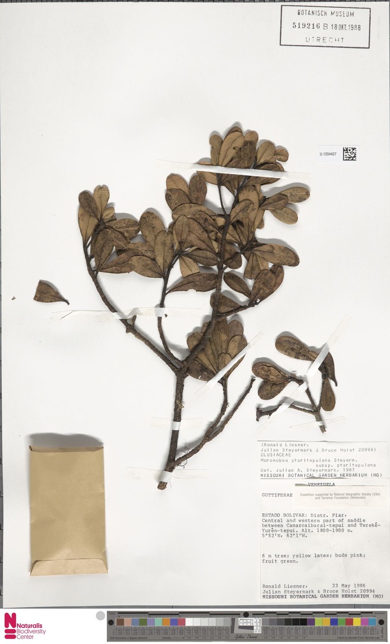 Moronobea ptaritepuiana subsp. ptaritepuiana