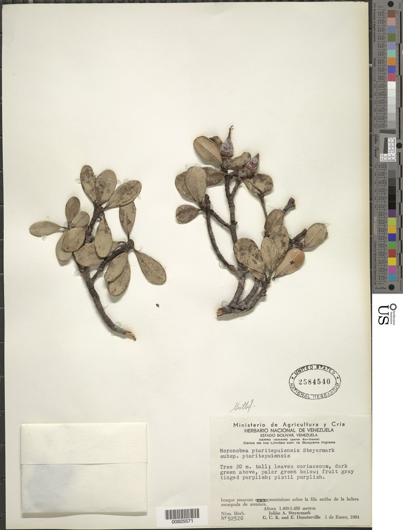 Moronobea ptaritepuiana subsp. ptaritepuiana photo 2