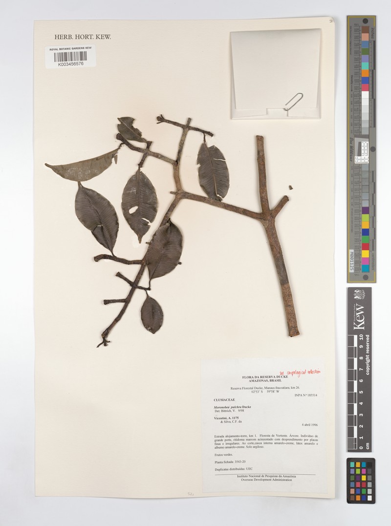 Moronobea pulchra