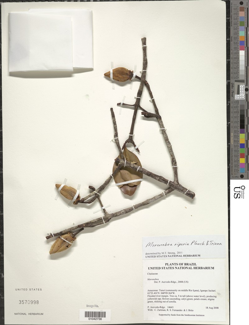 Moronobea riparia