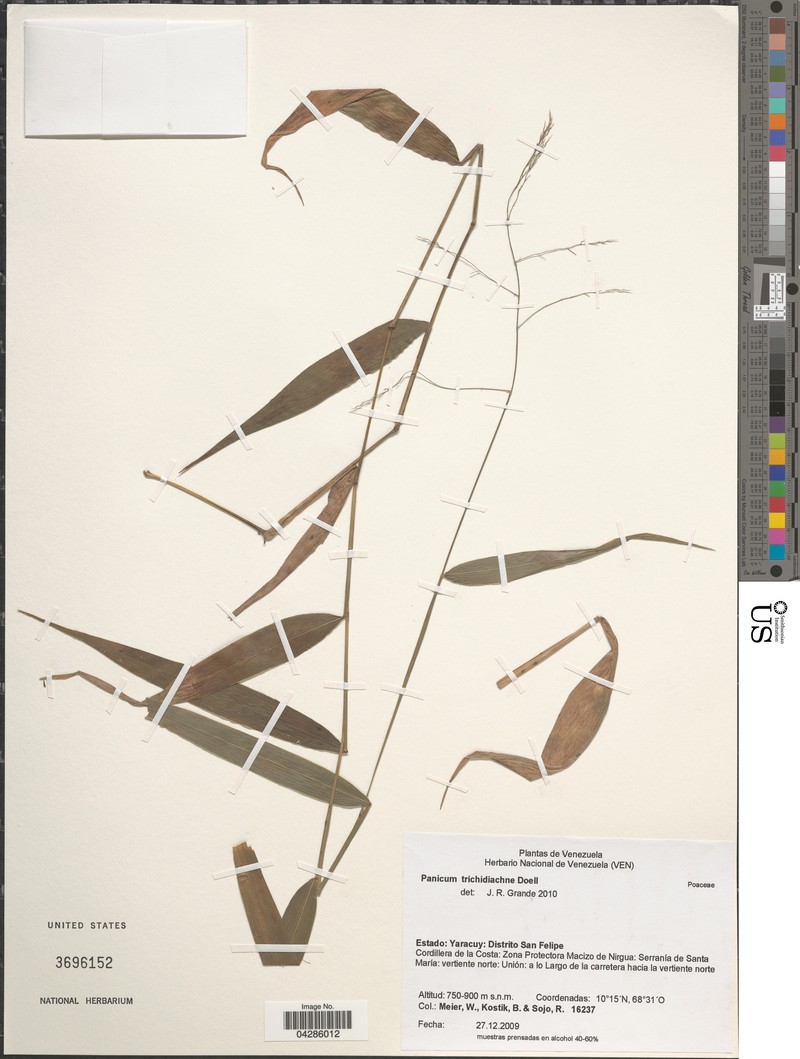 Schiffner's Panicgrass