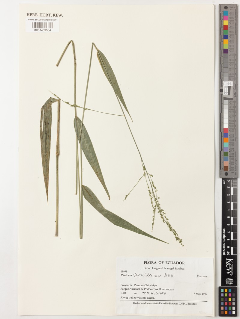 Schiffner's Panicgrass photo 2
