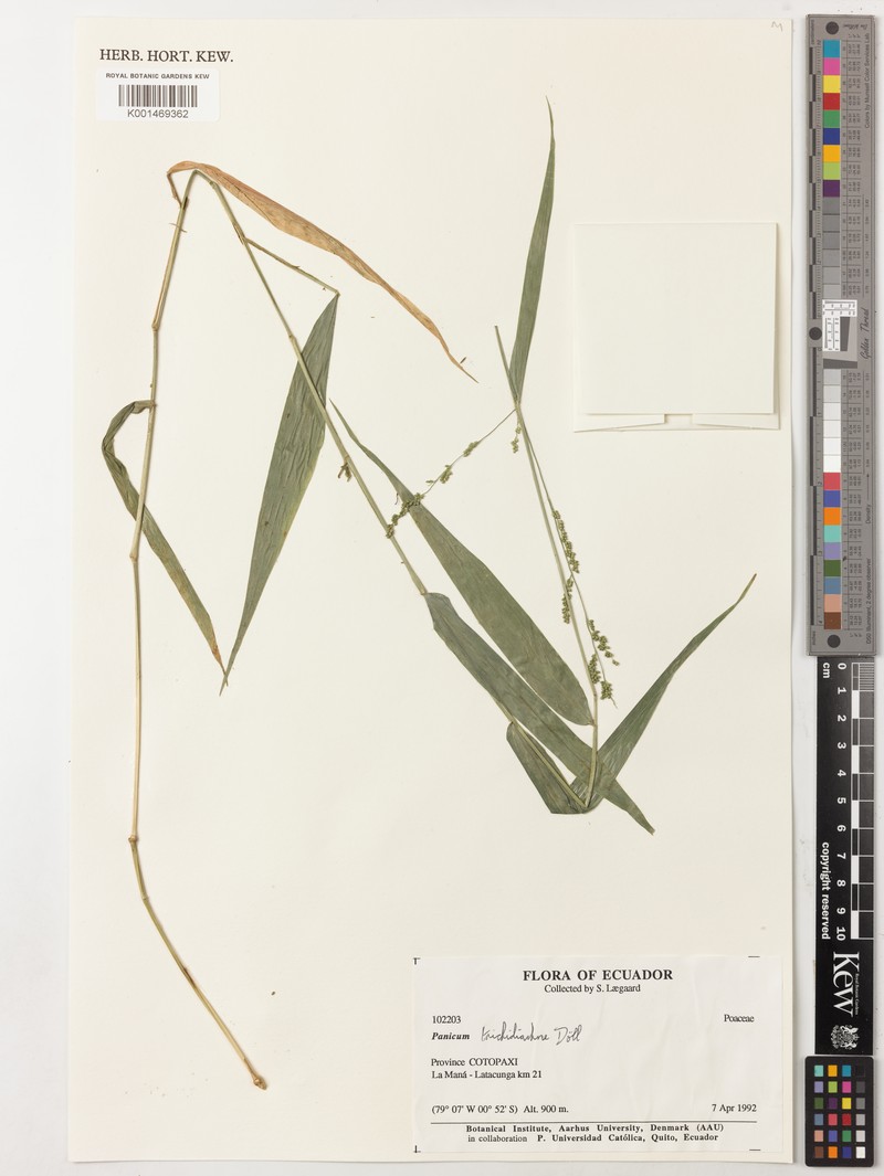 Schiffner's Panicgrass photo 3