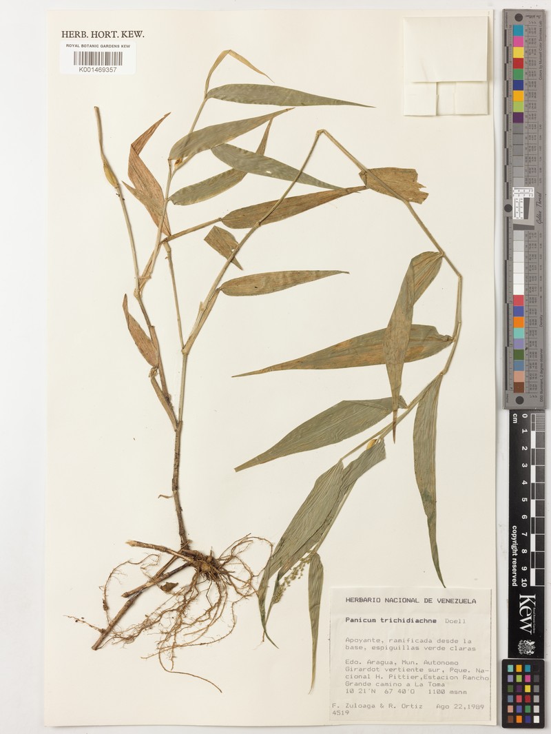 Schiffner's Panicgrass photo 4