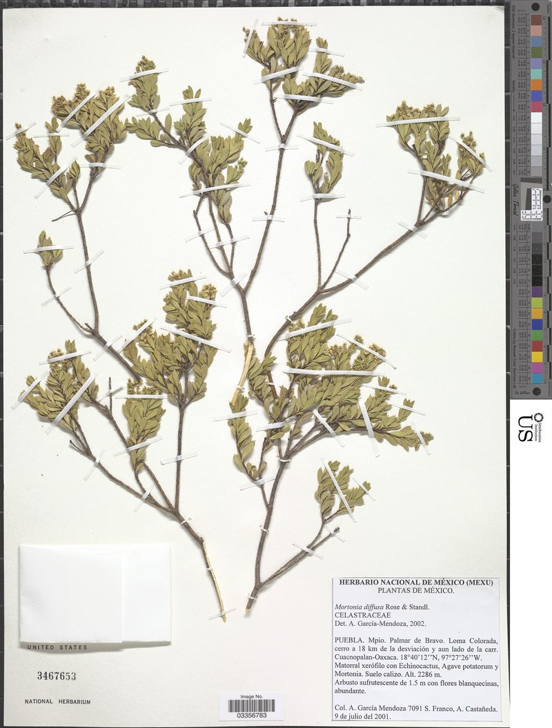 Mortonia diffusa