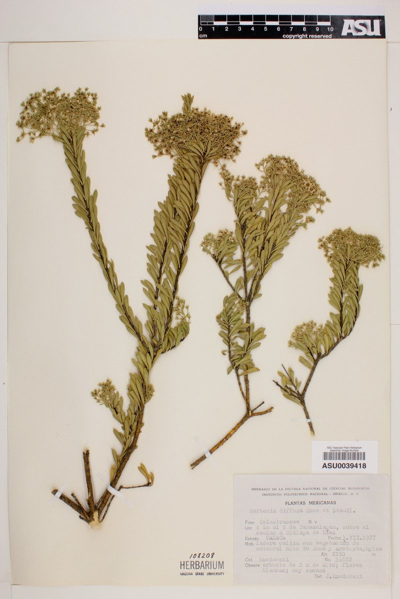 Mortonia diffusa photo 2