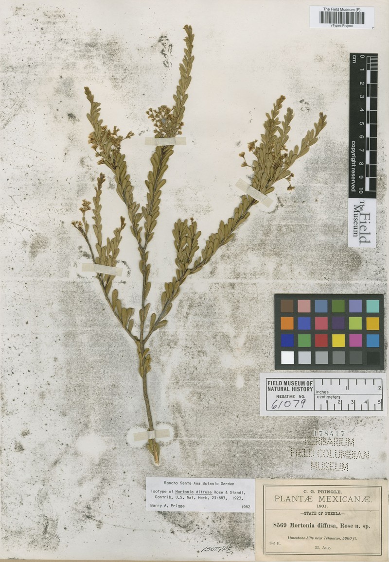 Mortonia diffusa photo 3