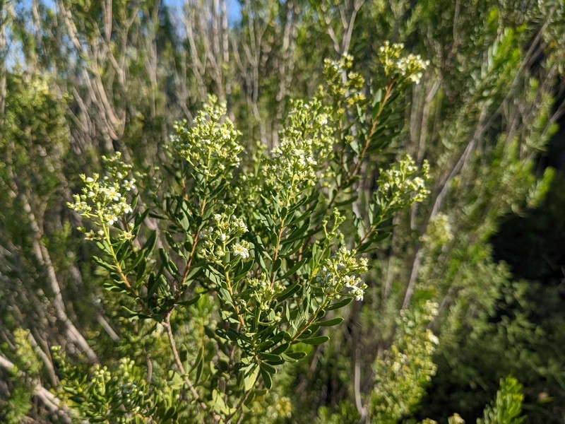 Gregg's Saddlebush photo 2