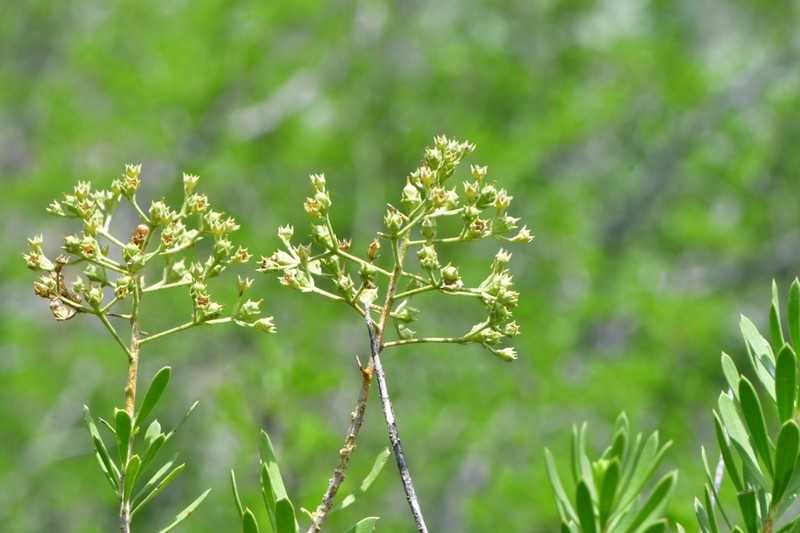 Gregg's Saddlebush photo 4