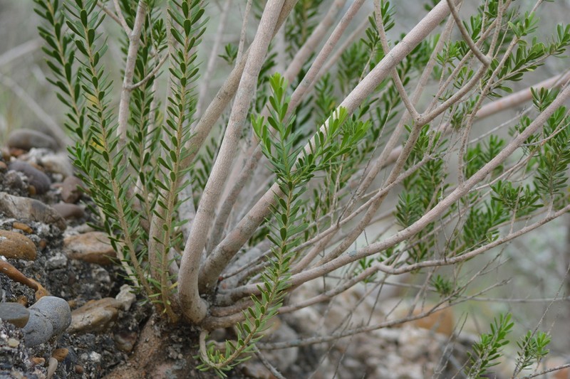 Gregg's Saddlebush photo 7