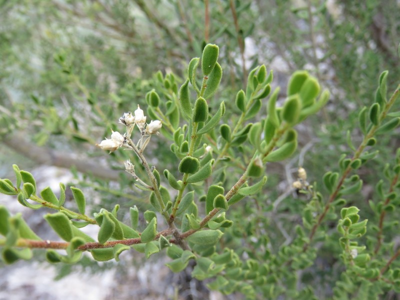 Mortonia latisepala photo 2