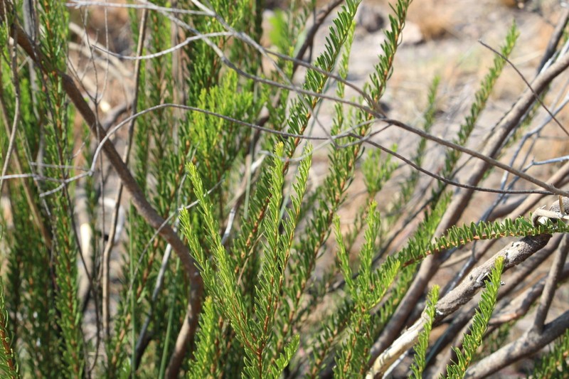 Mortonia palmeri