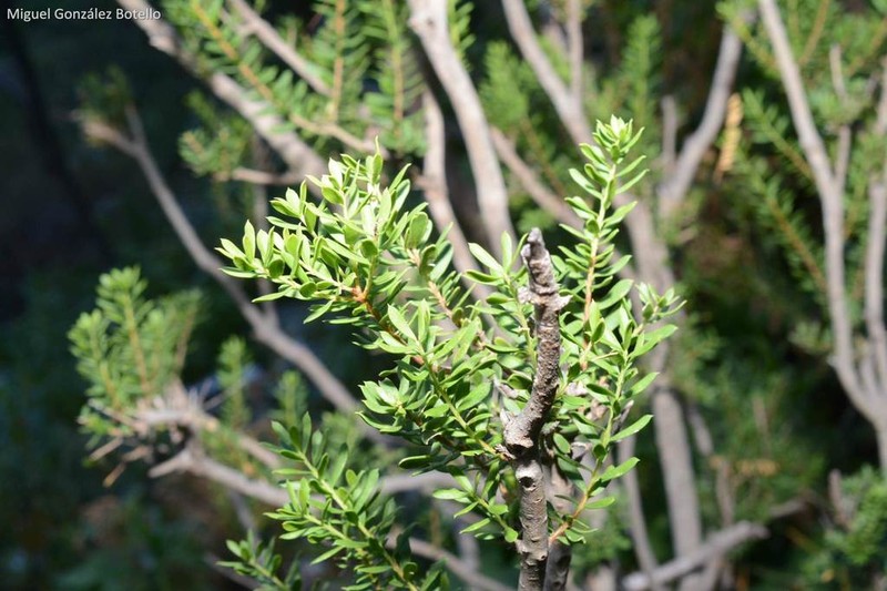 Mortonia palmeri photo 6