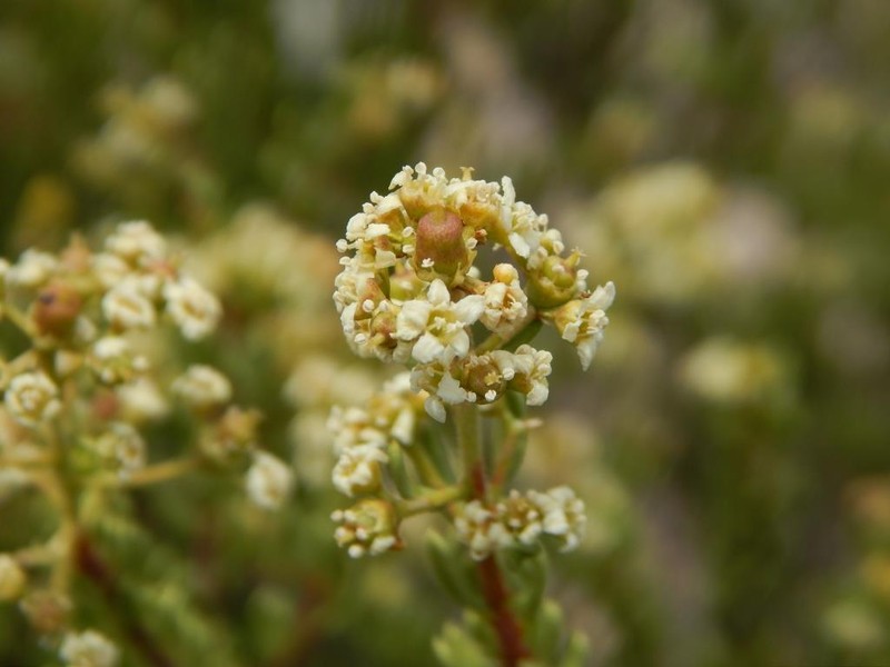 Mortonia palmeri photo 8