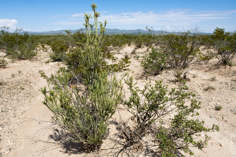 Rio Grande Saddlebush