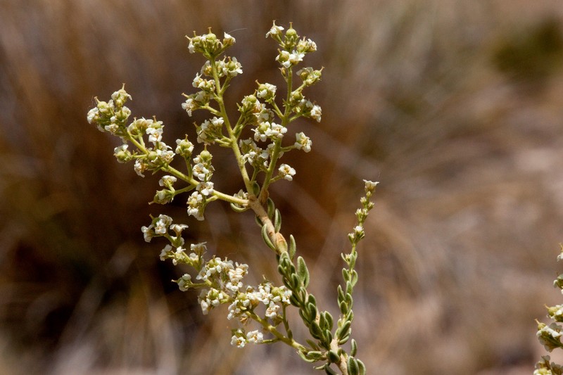 Rio Grande Saddlebush photo 2