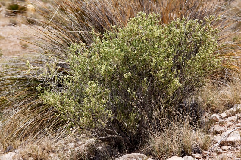 Rio Grande Saddlebush photo 3