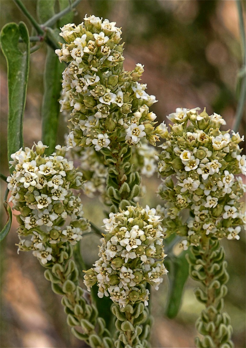 Rio Grande Saddlebush