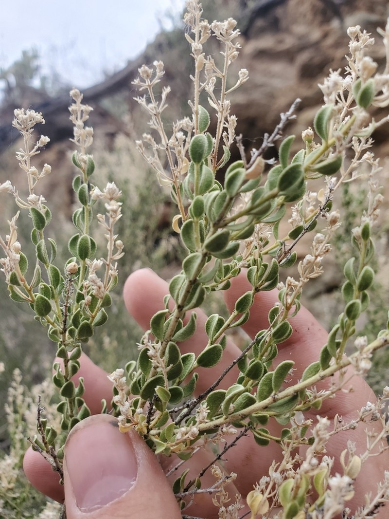 Rio Grande Saddlebush photo 2