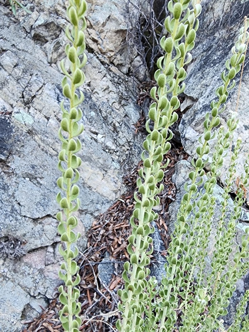 Rio Grande Saddlebush photo 4