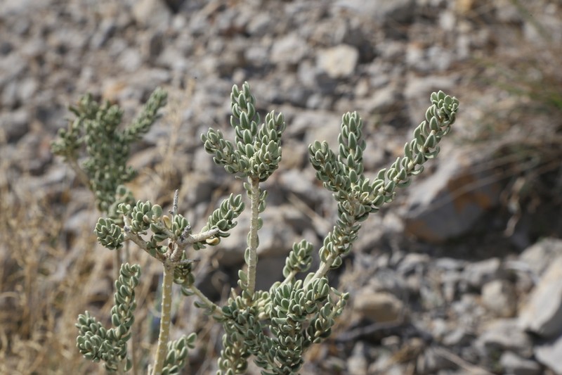Rio Grande Saddlebush photo 5