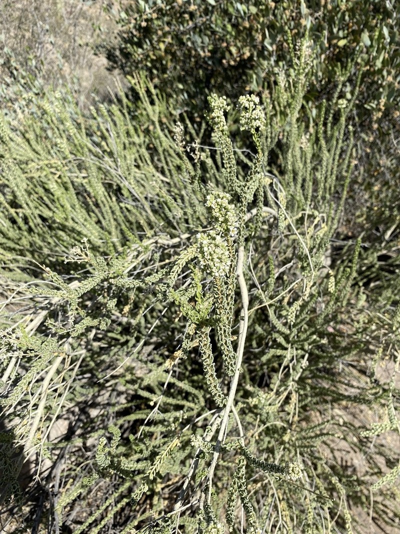 Rio Grande Saddlebush photo 6