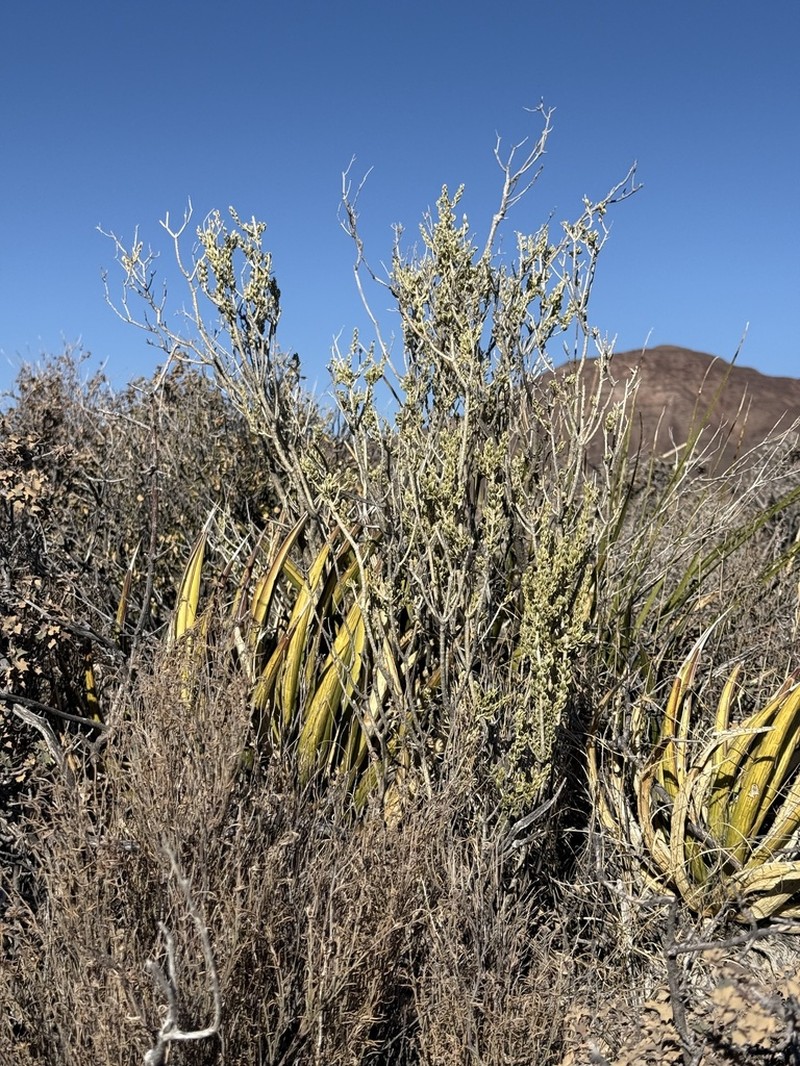 Rio Grande Saddlebush photo 7