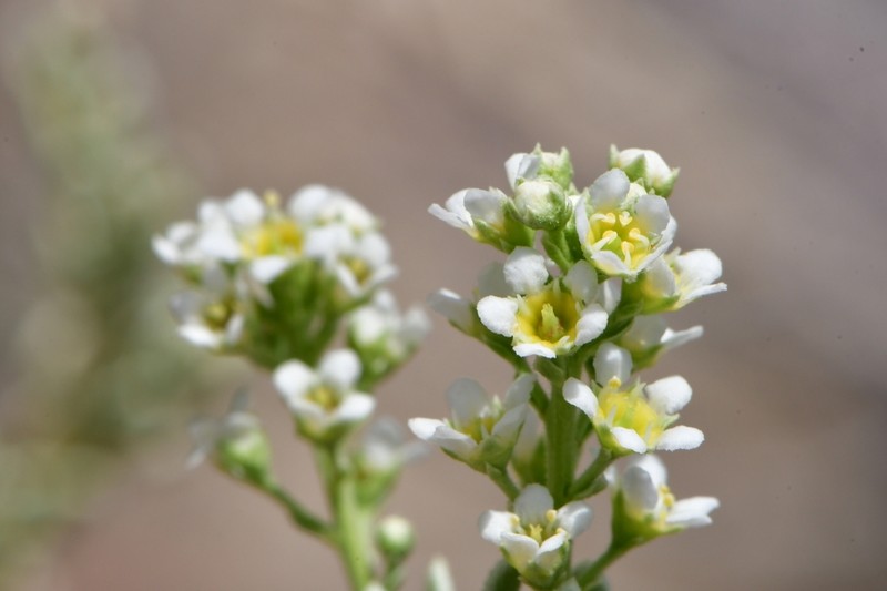 Rio Grande Saddlebush