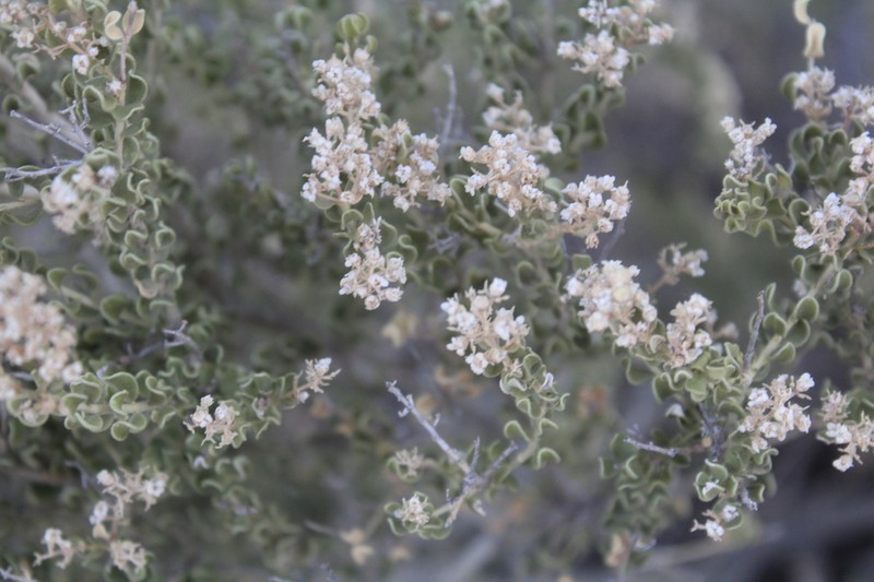 Rio Grande Saddlebush photo 3