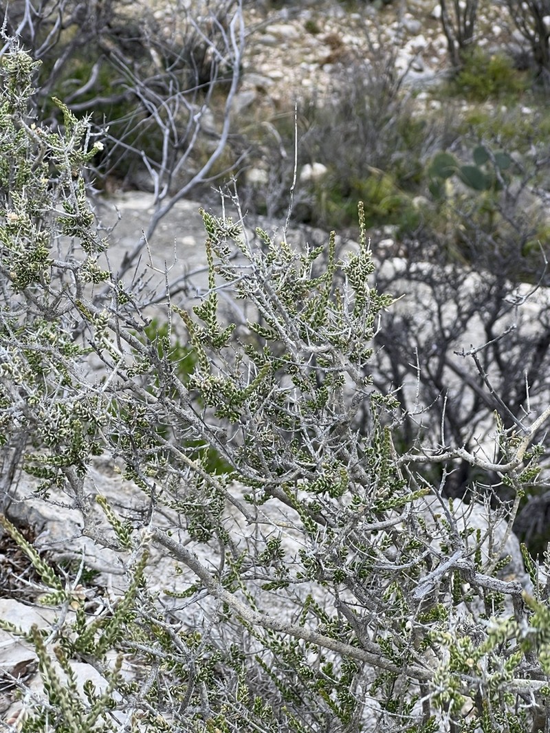 Rio Grande Saddlebush photo 4