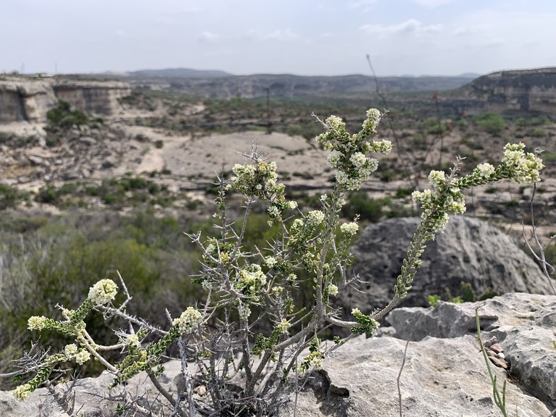 Rio Grande Saddlebush photo 5