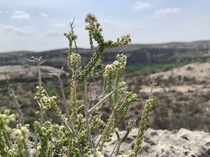 Rio Grande Saddlebush photo 6