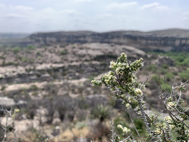 Rio Grande Saddlebush photo 7