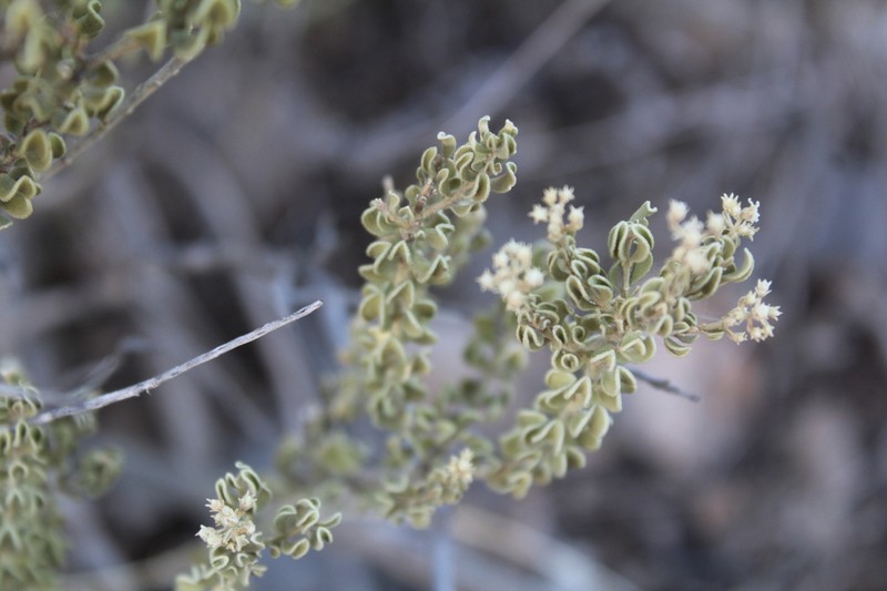 Rio Grande Saddlebush photo 8