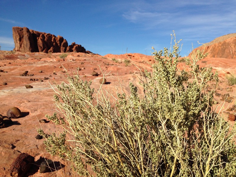 Utah Mortonia photo 4
