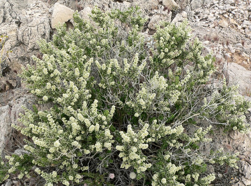 Utah Mortonia photo 5