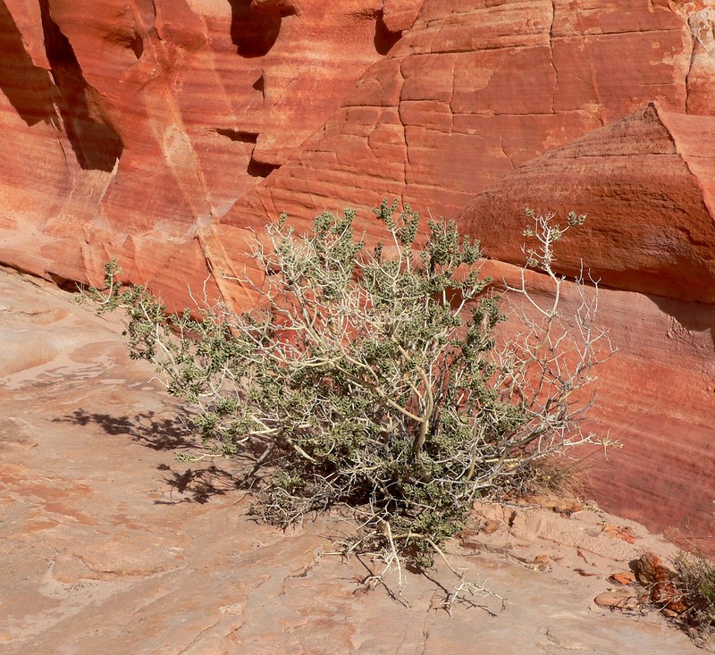 Utah Mortonia