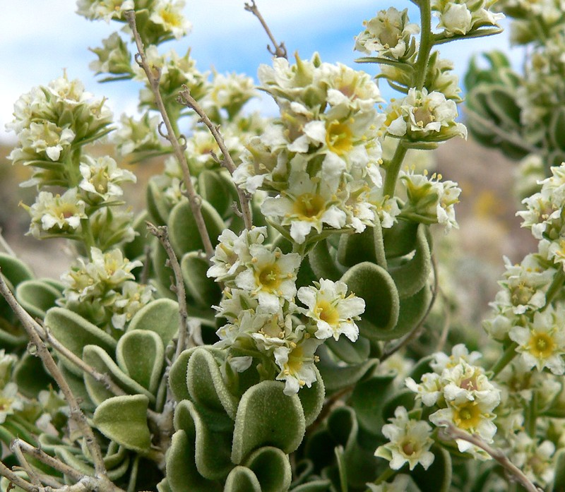 Utah Mortonia photo 2