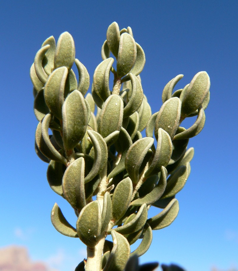 Utah Mortonia photo 3