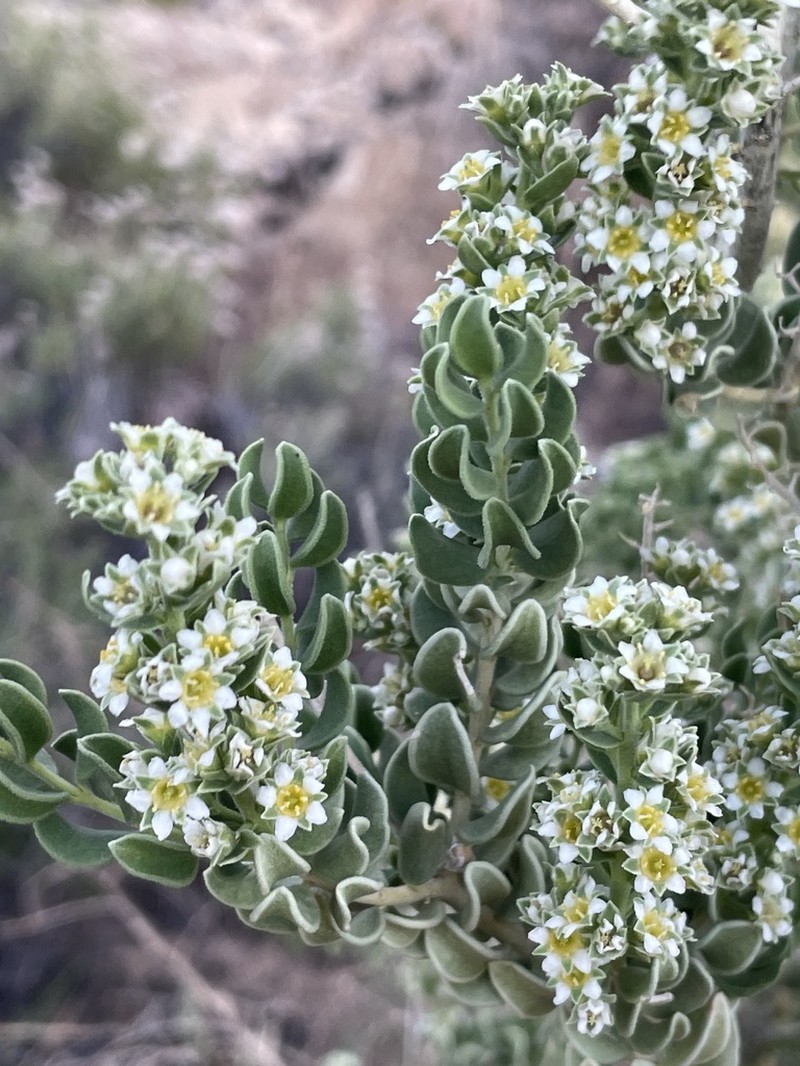 Utah Mortonia photo 3