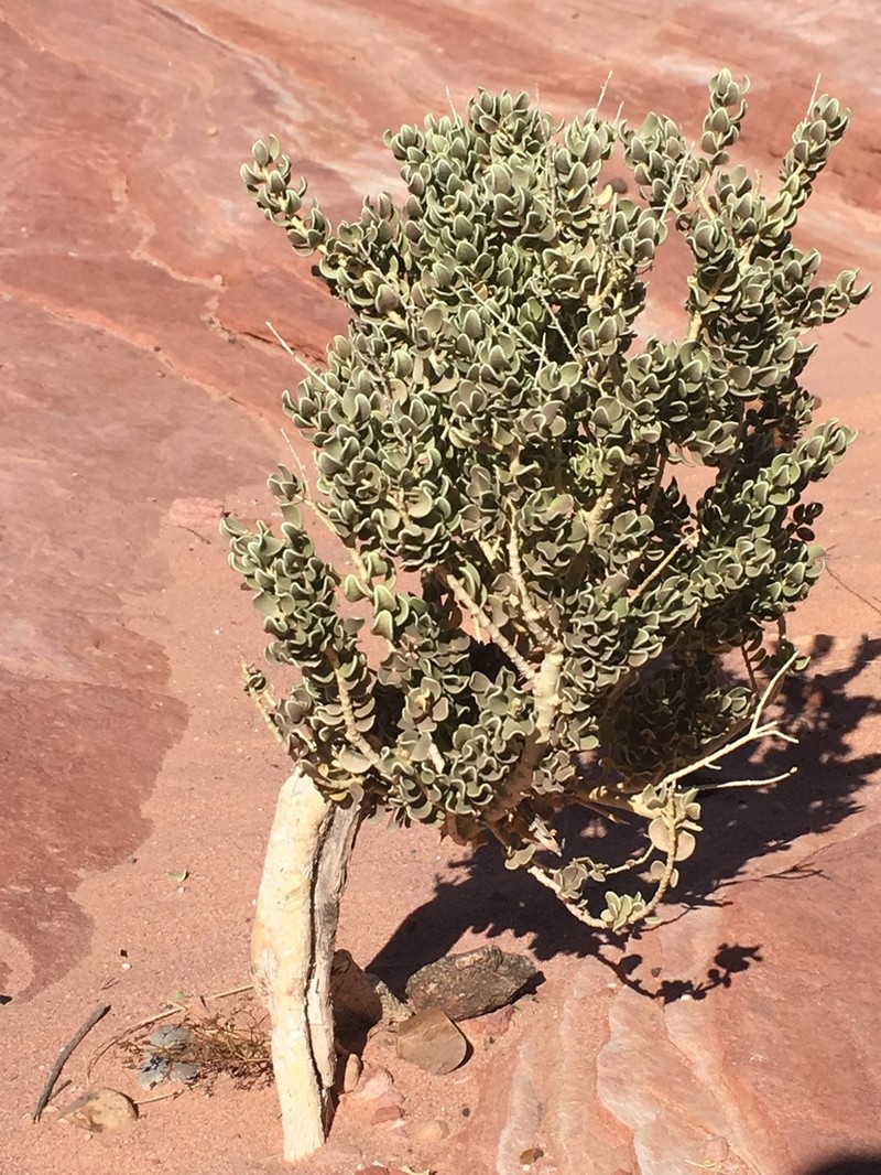 Utah Mortonia photo 4