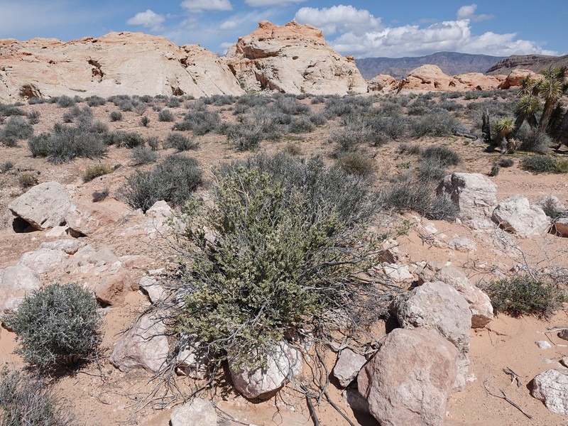 Utah Mortonia photo 5