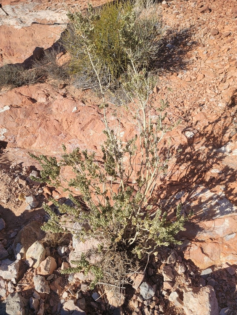 Utah Mortonia photo 6